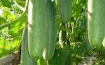 Dưa chuột - Vị thuốc chữa nhiều bệnh